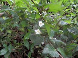 Image result for Mostuea