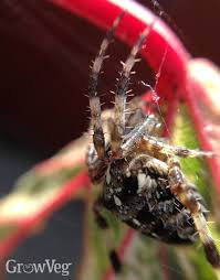 The life cycle of a grass spider only lasts for about a year, and both of the main stages prove to be fatal for both sexes. The Benefits Of Spiders In The Garden