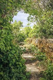 An Overgrown Garden Path In Popham Maine Photography Fine Art Print Free Shipping Garden Paths Overgrown Garden
