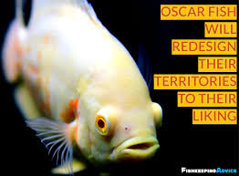11 suitable tankmates for oscar/oscar fish best tankmates/compatible tank mates(hindi) hi friend welcome to biplab pets. The Ultimate Oscar Fish Care Guide 2021 Everything You Need To Know