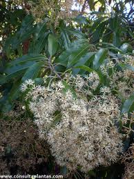 Image result for Nuxia congesta