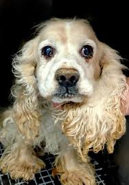 Buy and sell on gumtree australia today! Adopt 38 Allen Adopted On Petfinder Dog Adoption Cocker Spaniel Dog Animals