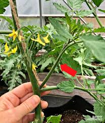 Through years of trial and error, we have found what we feel is the best way to grow tomatoes, peppers, and many other vegetables with little maintenance, and amazing, consistent results. Tomato Plant Suckers When And How To Prune Tomato Plants