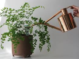 How Much Water To Give Houseplants The Sill The Plant Hunter Indoor Watering Can Indoor Watering Indoor Plants
