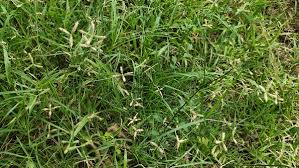 Image result for Dactyloctenium geminatum