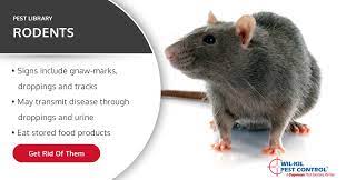 Exclusion is an important rodent control technique. Common Rat Type Identification Norway Rats Roof Rats