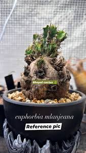 Image result for Euphorbia mlanjeana