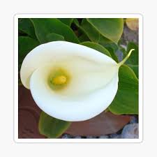 Limited time sale easy return. Arum Lily Gifts Merchandise Redbubble