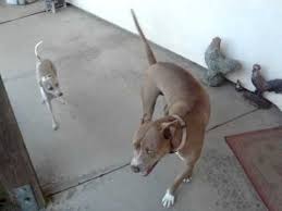 The pitbull greyhound mix is a mixed designer breed that has many names. Italian Greyhound Beats Up Pitbull Youtube