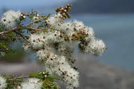 Image result for Annickia ambigua