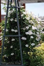 Our site is reader supported, this means we may earn a small commission from amazon and other affiliates when you buy through. Plant Files Clematis Huldine