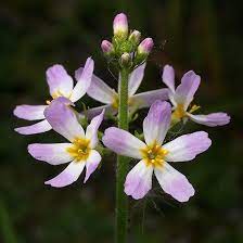 Pin On Fleurs De Bach