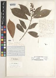 Image result for Rinorea brachypetala