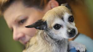 Cross-country pet adoption