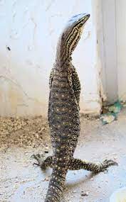 Argus Monitor Care Sheet Monitor Lizard Reptiles Reptile Magazine