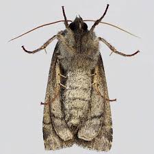 Image result for Graphiphora augur