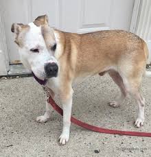 .bull terrier, the american staffordshire bull terrier, the american bulldog, the american bully and any mix thereof that are also often mistakingly labled as pitbulls lol. Pit Pei Dog Breed Information And Pictures