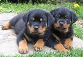German rottweiler puppies for adoption. Rottweiler Puppies For Sale Tucson Az 129097 Petzlover