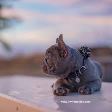 We did not find results for: Featured French Bulldog Blog Northwest Frenchies