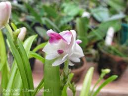 Image result for Polystachya vulcanica