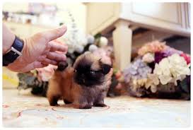 Advice from breed experts to make a safe choice. Miniature Teacup Pekingese For Sale Best Affordable Prices Online