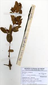 Image result for Synaptolepis