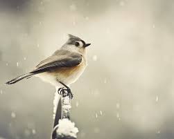 Birds That Start With Q Crepes Suzette A Camera O Suze Q Bird Pretty Birds Pet Birds