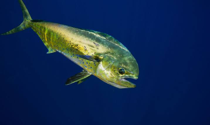 Dolphin Fish (Mahi-Mahi) Facts
