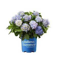 Endless Summer 2 Gallon Multicolor Hydrangea Flowering Shrub In Pot L14704 Lowes Com Endless Summer Hydrangea Planting Hydrangeas Summer Hydrangeas