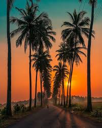 Parra Coconut Tree Road One of the highly instagramed destination in India.  A definite pride of Goa. The tropical colours colliding with the sunset  create the beautiful vibe for a great frame.