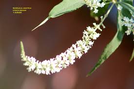 Image result for Buddleja asiatica