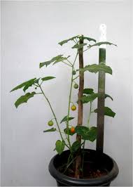 Image result for Solanum capsicoides