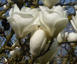 Image result for magnolia soulangeana