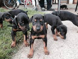 Doberman Puppies For Sale Located In Opole Mn 400 450 Doberman Puppies For Sale Doberman Puppy Puppies