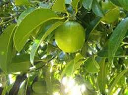 Sep 21, 2017 · the black mulberry tree (morus nigra) often suffers from a case of mistaken identity. Fruits Nuts Multiflora Enterprises
