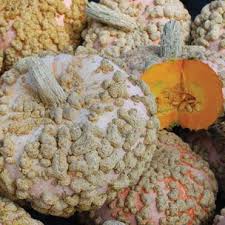 Peanut Galeux D Eysines Organic Seeds Eysines Squash Varieties