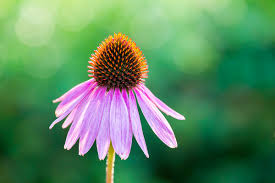 Trabajar duro es una cosa tan honorable. Plantas Tintoreas La Naturaleza Y El Color En El Arte De Tenir Espores