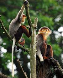 Douc Langur Monkey Black Shanked These Colobine Old World Monkeys Native To Southeast Asia Have An Extremely Striki Monkey Pictures Primates Animals Wild