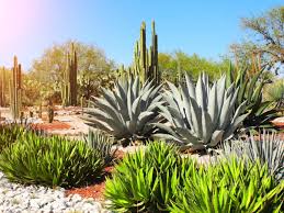 Image result for Xerophyta zimbabwensis