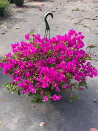 The vibrant pink elizabeth angus does well in all applications as responds well to pruning on trellis or as patio tree. Bougainvillea Landa S Back Porch Gardens