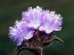 Image result for Cyanotis lanata