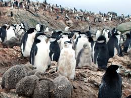 They form large colonies but always keep the space between each other. Chinstrap Penguin Tracking British Antarctic Survey