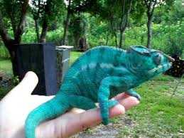 Additionally, it has been introduced to réunion and mauritius. Blue Nosy Be Panther Chameleon Youtube