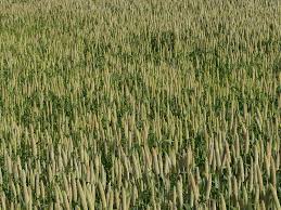 Image result for Cenchrus americanus