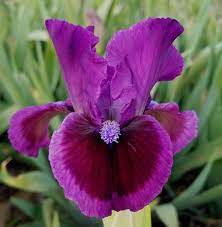 2018 Standard Dwarf Iris Introduction Purple Flood Iris Garden Iris Flowers Flower Landscape
