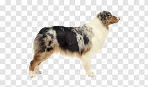 This time, the men knew to find cover and prepare for the upcoming attack. Dog Breed Australian Shepherd German Miniature American Kelpie Group Transparent Png