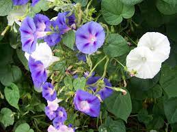 Gardening And Flowers Morning Glory Flowers Morning Glory Flowers Garden Vines Vines