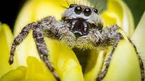 Where Do Jumping Spiders Live How To Find And Catch Them Exopetguides