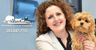 Healthy pets animal hospital and rehabilitation center. Norwalk Animal Hospital Norwalk Veterinarians