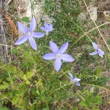 Image result for Wahlenbergia krebsii